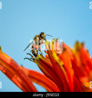Un capo il miele delle api su un rosso Aloe in Africa australe Foto Stock
