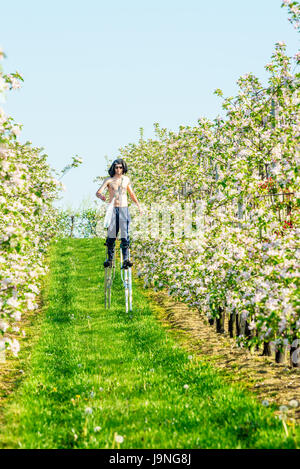 Simrishamn, Svezia - 19 Maggio 2017: ambientale documentario. Giovane adulto lavoratore su palafitte di ispezionare e di vincolare il blooming apple tree tops sul trellis Foto Stock