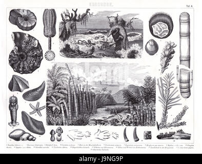 1874 antichi enciclopedia tedesca Atlas Stampa: piante ed animali di inizio terra periodi geologici, Cambriano, Giurassico ed altri. Foto Stock