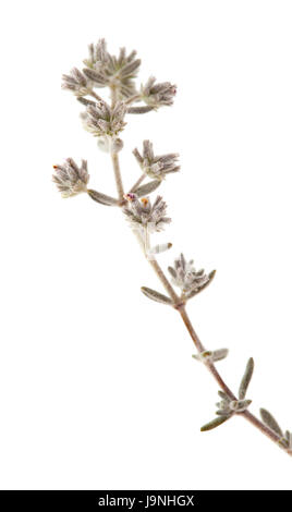 La flora di Gran Canaria - Micromeria, piccoli ramoscelli isolato su bianco Foto Stock