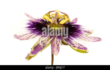 Viola e bianco di passiflora isolati su sfondo bianco Foto Stock