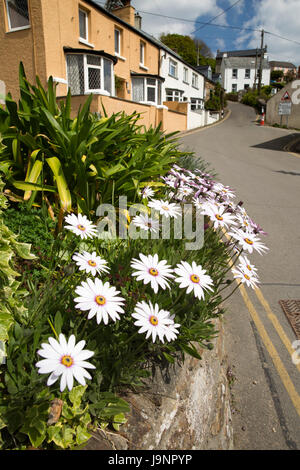Nel Regno Unito, in Galles, Pembrokeshire, Little Haven, Walton Hill, fiori di Gerbera in bungalow giardino anteriore Foto Stock