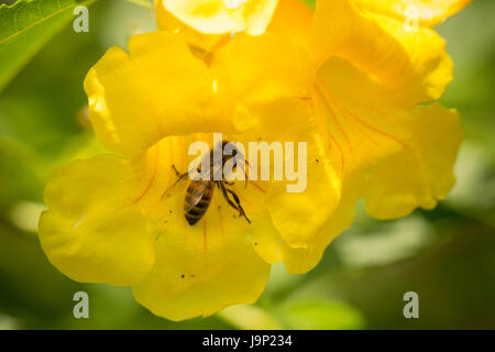 Un'ape pollinates un fiore nel dipartimento di León, Nicaragua. Foto Stock