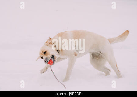 Funny Labrador Cani giocando con il giocattolo e in esecuzione all'aperto nella neve stagione invernale. Giocoso Pet all'esterno. Foto Stock
