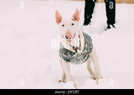 Funny giovane inglese Bull Terrier Bullterrier cucciolo di cane per giocare all'aperto nella neve stagione invernale. Giocoso Pet all'esterno. Foto Stock