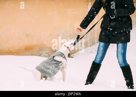 Funny giovane inglese Bull Terrier Bullterrier cucciolo di cane per giocare all'aperto nella neve stagione invernale. Giocoso Pet all'esterno. Foto Stock