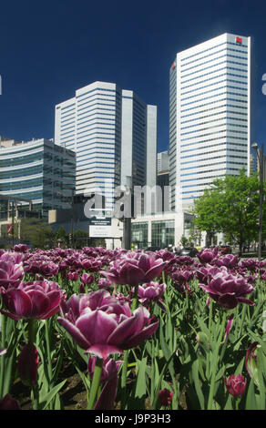 I tulipani in crescita in Victoria Square nel centro cittadino di Montreal. Foto Stock