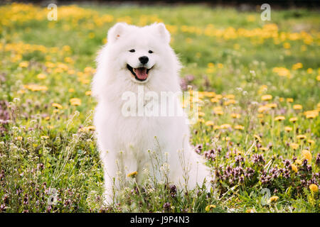 Giovani sorridenti bianco Samoiedo cane o Bjelkier, Smile, Sammy seduti all'aperto in primavera verde prato con fiori gialli. Giocoso Pet all'esterno. Foto Stock