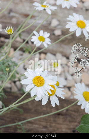 Anthemis punctata subsp. Cupaniana. La camomilla siciliano Foto Stock