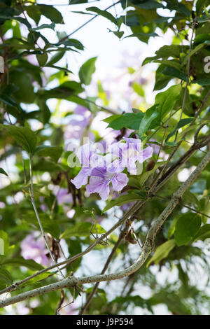 Clytostoma callistegioides. Tromba argentino vine fiori. Tromba Viola Vine. Dipinto di tromba Foto Stock