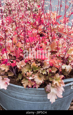 Heuchera "marmellata". Le campane di corallo. Radice di allume "marmellata" in una lattina galvanizzata piantatrice. Regno Unito Foto Stock