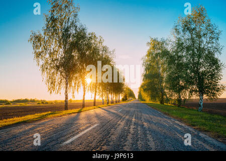 Sole che splende attraverso rami di betulla alberi su asfalto Paese Strada nella soleggiata di mattina o di sera. Aperta la strada in Europa nella stagione estiva a Sunny Sun Foto Stock