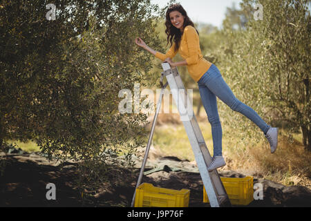 Ritratto di sorridente giovane donna spiumatura olive da albero a livello di azienda Foto Stock