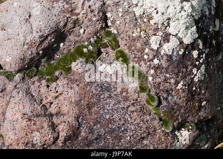 Licheni e muschi che crescono su rocce vulcaniche nella Columbia River Gorge. Foto Stock