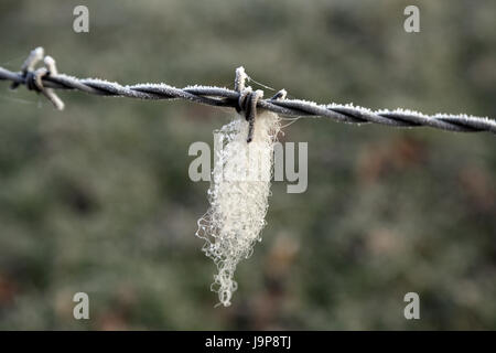 La lana di ovini catturati sul filo spinato a fianco di farm via off Lees Road, Brabourne fecce, Ashford, Kent, Regno Unito Foto Stock