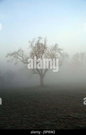 Albero di inverno in frosty mattina in un campo in Brabourne fecce, Ashford, Kent, Regno Unito Foto Stock