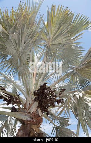 Un Bismark Palm tree con un nutrito gruppo di colore marrone scuro di forma ovoidale di drupe. La struttura ad albero è nativo di Madagascar Foto Stock