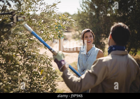 Vista posteriore dell'uomo spiumatura olive con rastrello mentre si parla di allegra donna presso l'azienda Foto Stock