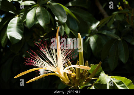 Il fiore della centrale di American MalaBar arbusto di castagno Foto Stock