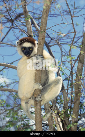 Larvensifaka,Propithecus verreauxi,tree,Berenty piscina,del Madagascar, Foto Stock