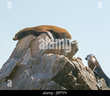 Due leoni di mare in appoggio sul pinnacolo di roccia a Lands End in Cabo San Lucas Baja Messico BCS Foto Stock