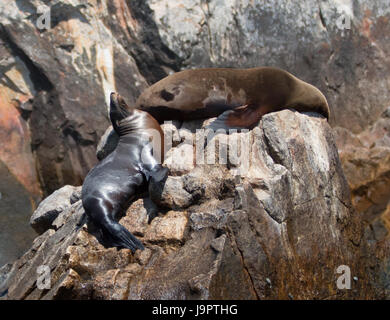 Due leoni di mare in appoggio sul pinnacolo di roccia a Lands End in Cabo San Lucas Baja Messico BCS Foto Stock