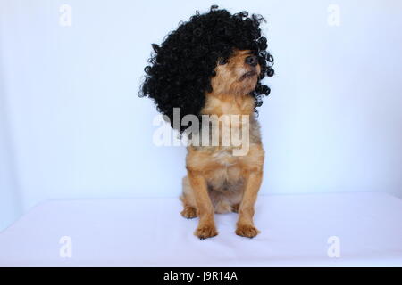 Piccolo Cane seduto su sfondo bianco vestito con una parrucca Foto Stock