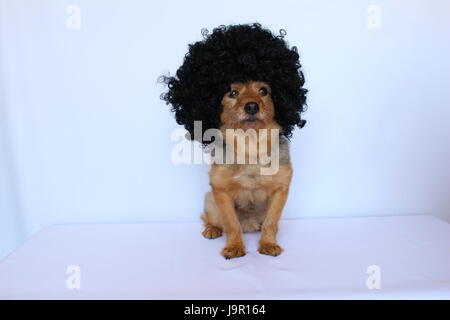 Piccolo Cane seduto su sfondo bianco vestito con una parrucca Foto Stock