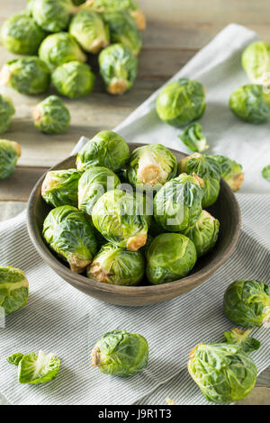 Materie Verde biologico i cavoletti di Bruxelles pronta per cucinare con Foto Stock