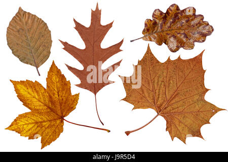 Rosolare le foglie di autunno Foto Stock