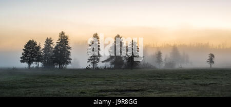 Alberi nella nebbia a sunrise. Parco Nazionale di Yellowstone. Foto Stock