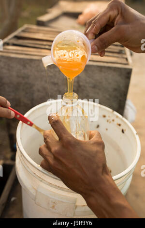 Honeybee custodi bottiglia raccolti di fresco miele a Léon Reparto, Nicaragua. Foto Stock