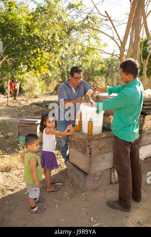 Honeybee custodi bottiglia raccolti di fresco miele a Léon Reparto, Nicaragua. Foto Stock