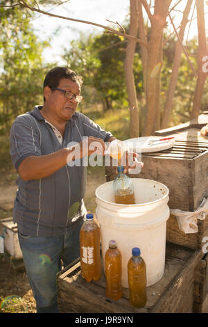 Un'ape keeper bottiglie raccolti di fresco miele a Léon Reparto, Nicaragua. Foto Stock