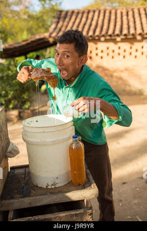 Un'ape keeper bottiglie raccolti di fresco miele a Léon Reparto, Nicaragua. Foto Stock