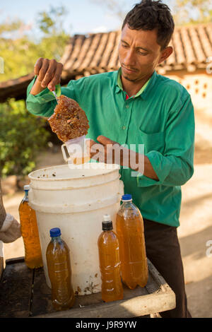 Un'ape keeper bottiglie raccolti di fresco miele a Léon Reparto, Nicaragua. Foto Stock