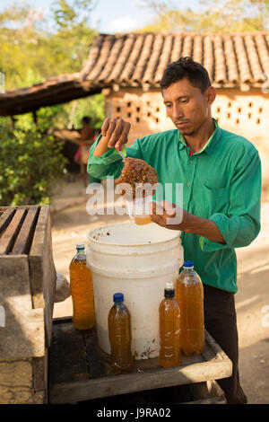 Un'ape keeper bottiglie raccolti di fresco miele a Léon Reparto, Nicaragua. Foto Stock