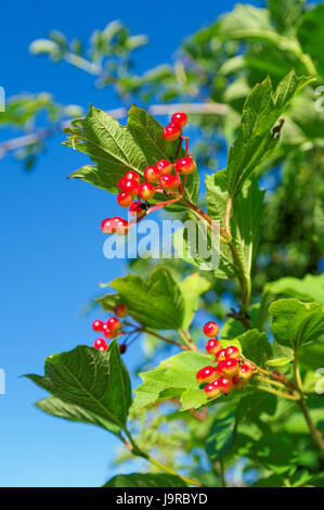 Bacche rosse sul ramo contro il cielo blu chiaro Foto Stock