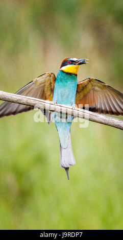 Unione Gruccione (Merops apiaster) lo sbarco su un ramo con ali disteso con un catturato bee, Koros-Maros National Park, la contea di Békés, Ungheria Foto Stock