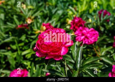 Peonie rosso (Paeonia lactiflora) cresce in un giardino inglese confine in tarda primavera e inizio estate, Surrey, sud-est dell'Inghilterra, Regno Unito Foto Stock