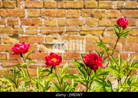 Peonie rosso (Paeonia lactiflora) crescendo contro un muro di mattoni in un inglese un giardino murato in tarda primavera inizio estate, Surrey, sud-est dell'Inghilterra, Regno Unito Foto Stock