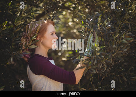 Vista laterale del sorridente giovane donna spiumatura olive da alberi a livello di azienda Foto Stock