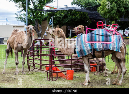 Giri in cammello al County Fair. Foto Stock