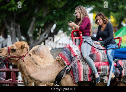 Giri in cammello al County Fair. Foto Stock