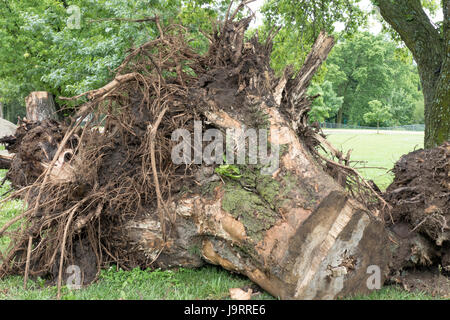 Sradicato albero per la costruzione di strade Foto Stock