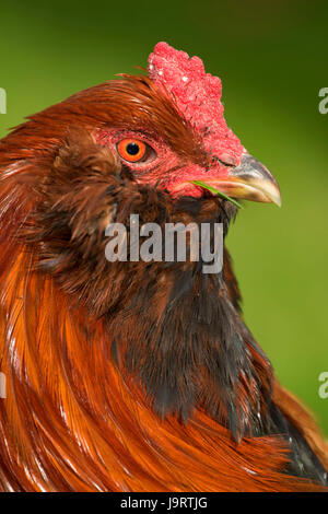 Pollo, Thompson mulini del parco statale, Oregon Foto Stock