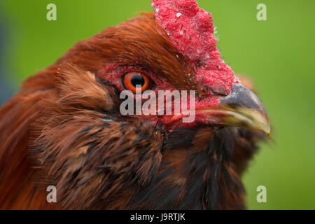 Pollo, Thompson mulini del parco statale, Oregon Foto Stock