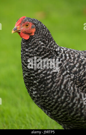 Pollo, Thompson mulini del parco statale, Oregon Foto Stock