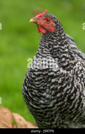 Pollo, Thompson mulini del parco statale, Oregon Foto Stock