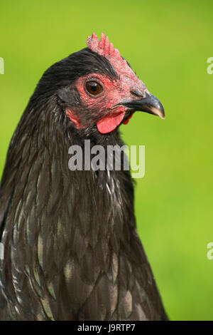 Pollo, Thompson mulini del parco statale, Oregon Foto Stock